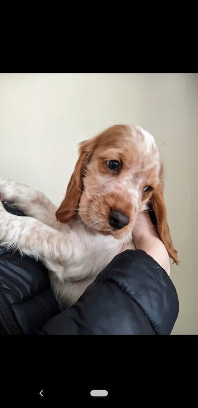 Cocker Spaniel Puppies for sale in Alvaston, Derbyshire - Image 3