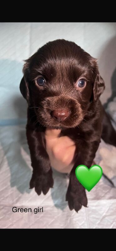 Cocker spaniel puppies for sale in Wallington, Sutton, Greater London - Image 1