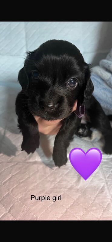 Cocker spaniel puppies for sale in Wallington, Sutton, Greater London - Image 2