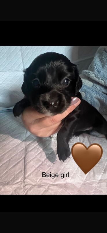 Cocker spaniel puppies for sale in Wallington, Sutton, Greater London - Image 3