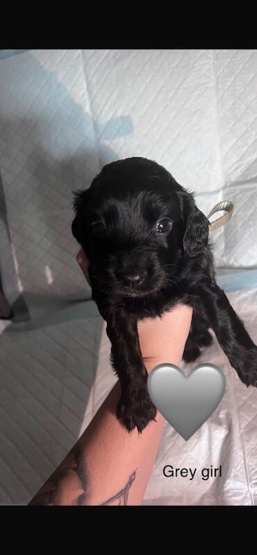 Cocker Spaniel Puppies for sale