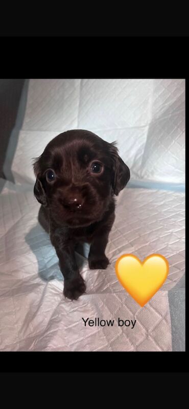 Cocker spaniel puppies for sale in Wallington, Sutton, Greater London - Image 5