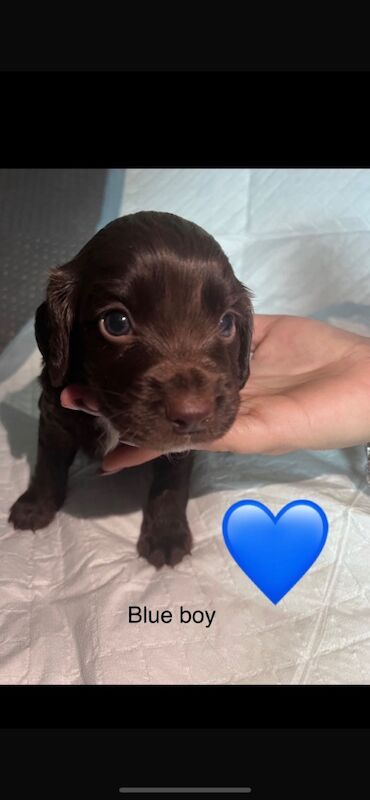 Cocker spaniel puppies for sale in Wallington, Sutton, Greater London - Image 6