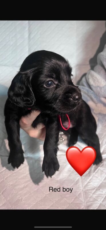 Cocker spaniel puppies for sale in Wallington, Sutton, Greater London - Image 7