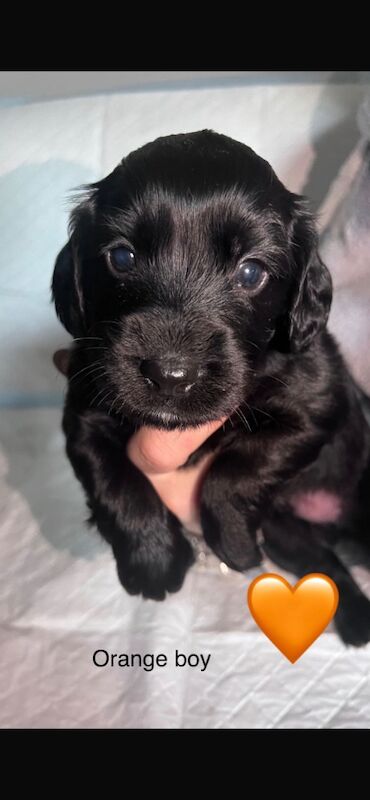 Cocker spaniel puppies for sale in Wallington, Sutton, Greater London - Image 8