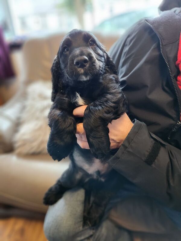 Cocker spaniel puppies for sale in Bangor, County Down