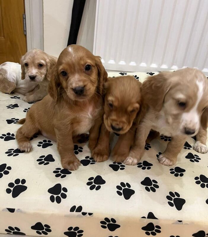 Cocker spaniel puppies for sale in Dagenham, Greater London