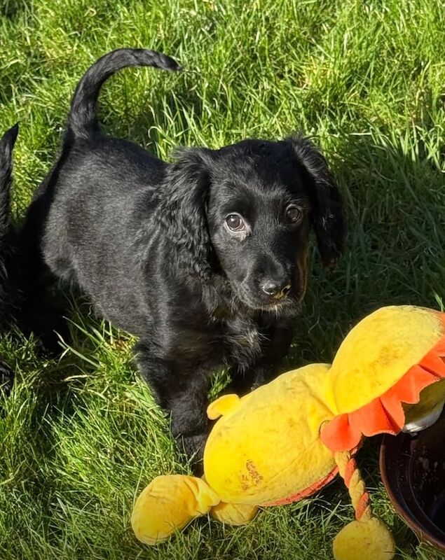 Cocker spaniel puppies for sale in Coatbridge, Lanarkshire