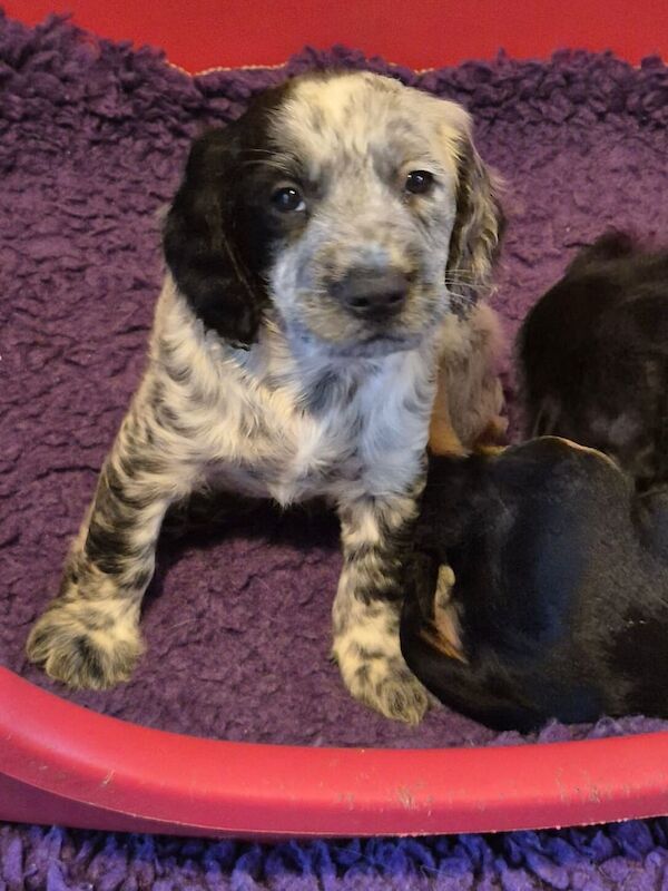 Cocker spaniel puppies for sale in Thetford, Norfolk