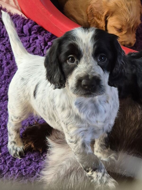 Cocker spaniel puppies for sale in Thetford, Norfolk - Image 3