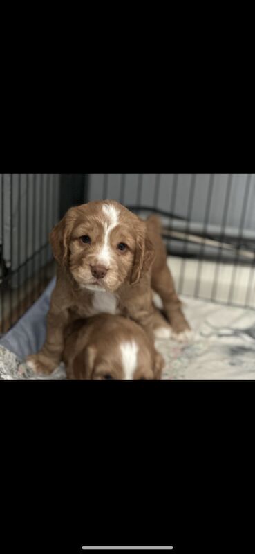 Cocker spaniel puppies for sale in Waterlooville, Hampshire - Image 1