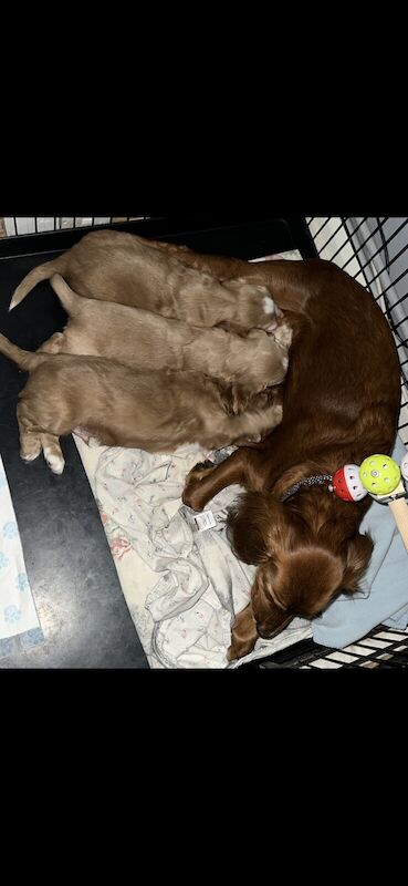 Cocker spaniel puppies for sale in Waterlooville, Hampshire - Image 2