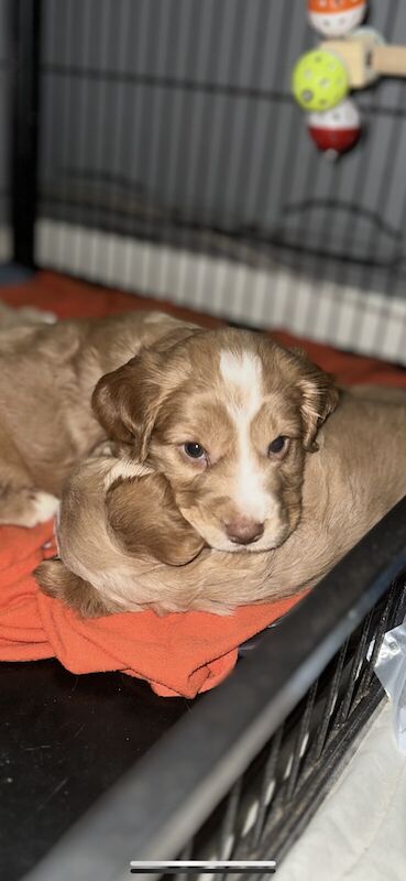 Cocker spaniel puppies for sale in Waterlooville, Hampshire - Image 3