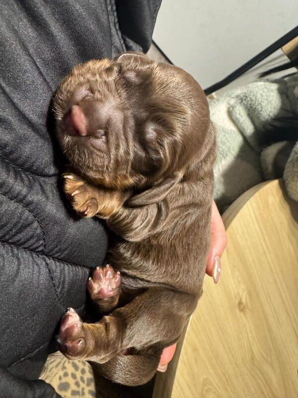 Cocker spaniel puppies for sale in Newcastle upon Tyne, Tyne and Wear