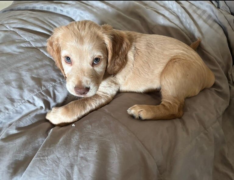 Cocker spaniel puppies for sale in Dumbarton, Dunbartonshire