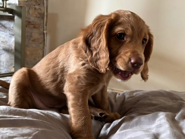 Cocker spaniel puppies for sale in Dumbarton, Dunbartonshire - Image 2