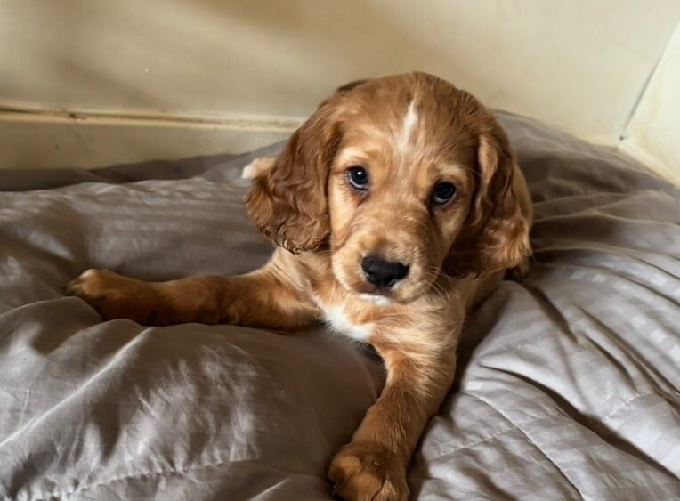 Cocker spaniel puppies for sale in Dumbarton, Dunbartonshire - Image 3