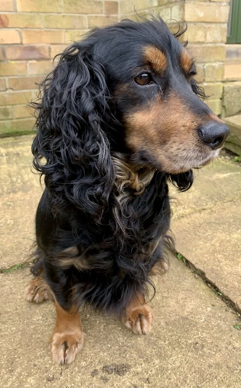 Cocker Spaniel puppies being born around the 8th of April for sale in Northampton, Northamptonshire - Image 2