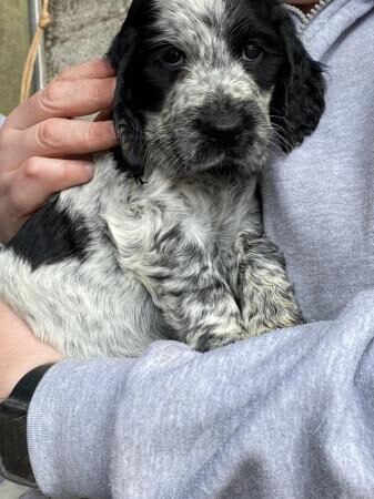 Cocker spaniel puppies bitches & dogs available for sale in Leicester, Leicestershire