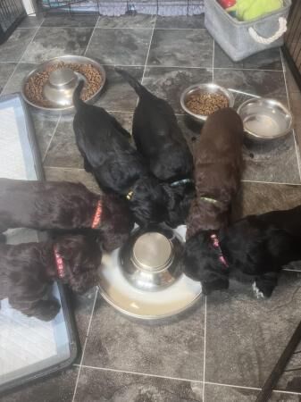 Cocker spaniel puppies boys for sale in Church Warsop, Nottinghamshire - Image 1