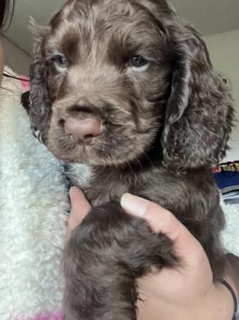 Cocker spaniel puppies boys for sale in Church Warsop, Nottinghamshire - Image 2