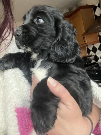 Cocker spaniel puppies boys for sale in Church Warsop, Nottinghamshire - Image 4