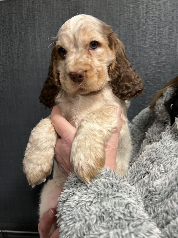 Cocker spaniel puppies .DNA tested parents for sale in Scotterthorpe, Lincolnshire