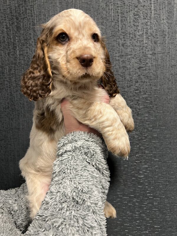 Cocker spaniel puppies .DNA tested parents for sale in Scotterthorpe, Lincolnshire - Image 3