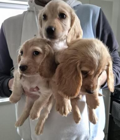 Cocker spaniel puppies for sale in Northallerton, North Yorkshire - Image 1