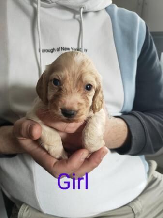 Cocker spaniel puppies for sale in Northallerton, North Yorkshire - Image 2