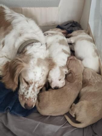 Cocker spaniel puppies for sale in Northallerton, North Yorkshire - Image 4