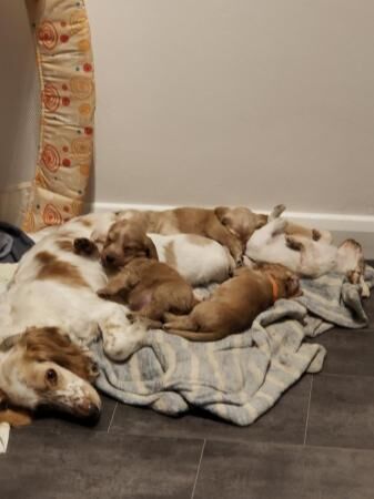 Cocker spaniel puppies for sale in Northallerton, North Yorkshire - Image 5