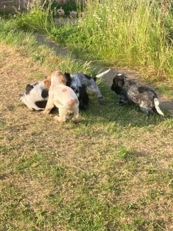 Cocker Spaniel puppies for sale in Immingham, Lincolnshire - Image 1