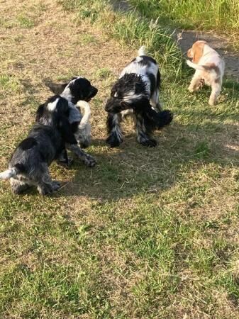 Cocker Spaniel puppies for sale in Immingham, Lincolnshire - Image 2