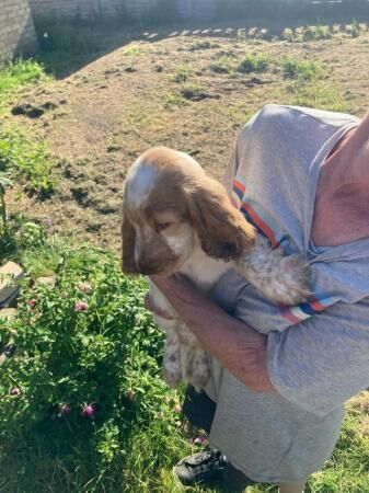 Cocker Spaniel puppies for sale in Immingham, Lincolnshire - Image 3