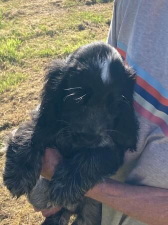 Cocker Spaniel puppies for sale in Immingham, Lincolnshire - Image 4