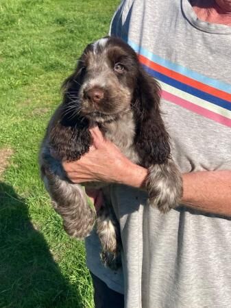 Cocker Spaniel puppies for sale in Immingham, Lincolnshire - Image 5