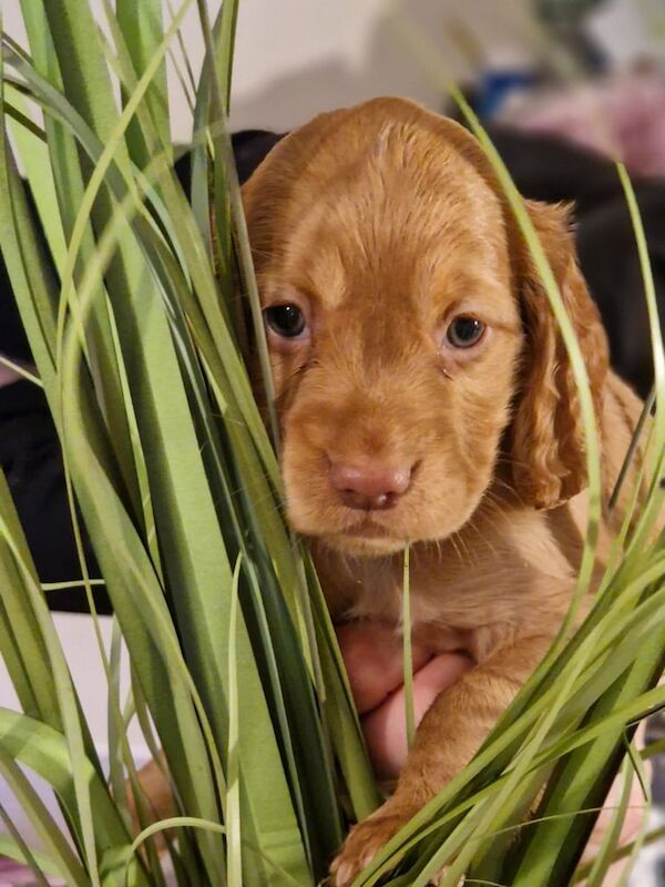 Cocker Spaniel Puppies For Sale in Norwich, Norfolk - Image 2