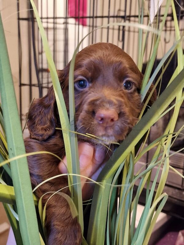 Cocker Spaniel Puppies For Sale in Norwich, Norfolk - Image 3