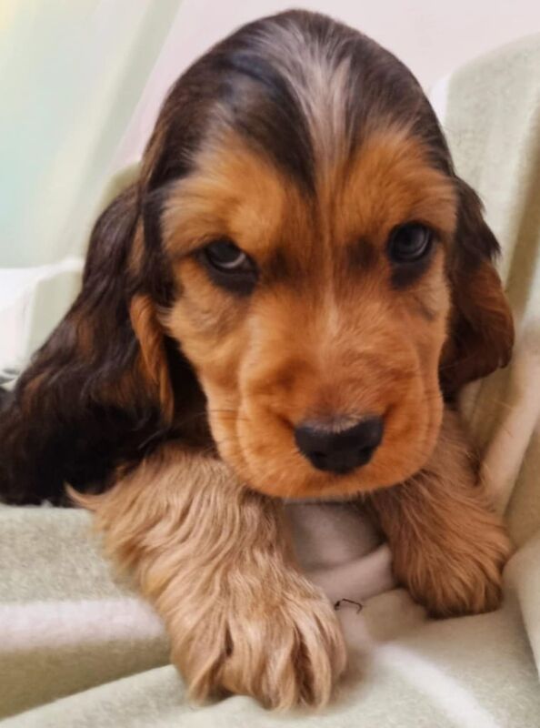 Cocker Spaniel Puppies For Sale in Strabane, Strabane