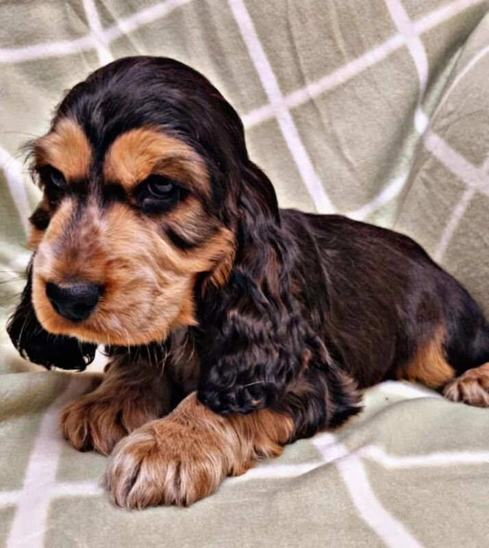 Cocker Spaniel Puppies For Sale in Strabane, Strabane - Image 2