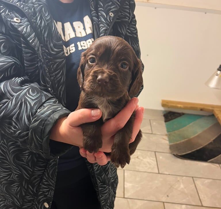 cocker spaniel puppies for sale in Westbury, Wiltshire