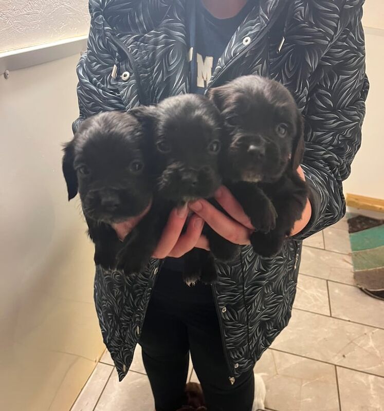 cocker spaniel puppies for sale in Westbury, Wiltshire - Image 2