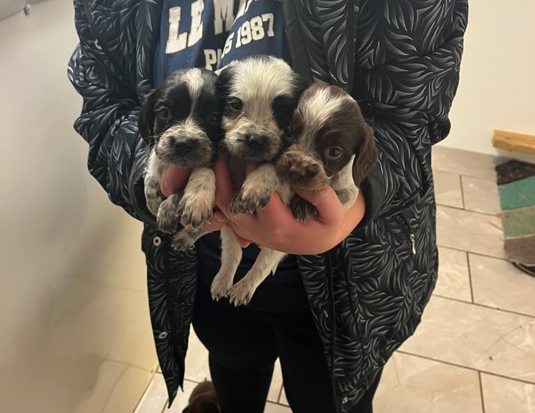 cocker spaniel puppies for sale in Westbury, Wiltshire - Image 3