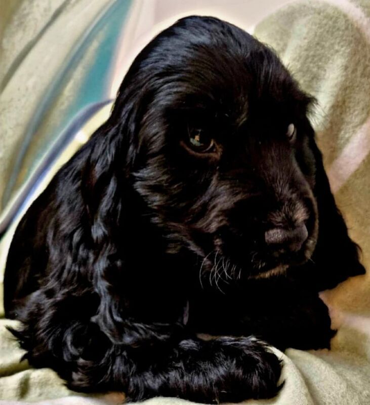 Cocker Spaniel Puppies For Sale in Strabane, County Tyrone - Image 2