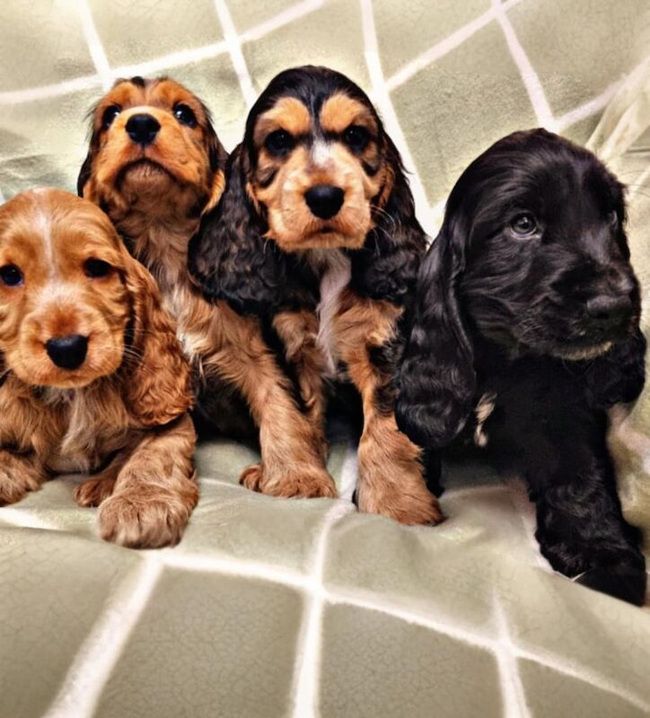 Cocker Spaniel Puppies For Sale in Strabane, County Tyrone - Image 3