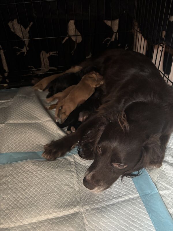 Cocker Spaniel puppies for sale in Keighley, West Yorkshire