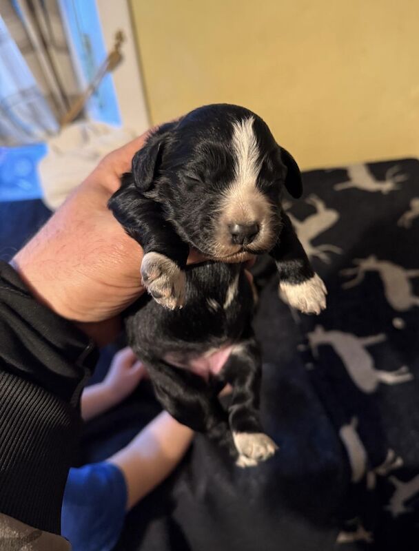 Cocker Spaniel puppies for sale in Keighley, West Yorkshire - Image 3