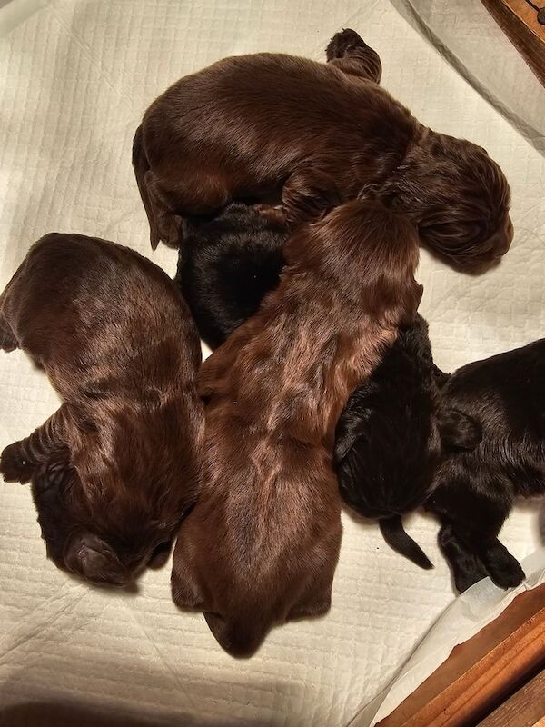 Cocker spaniel puppies for sale in Galashiels, Roxburgh, Ettrick and Lauderdale - Image 2