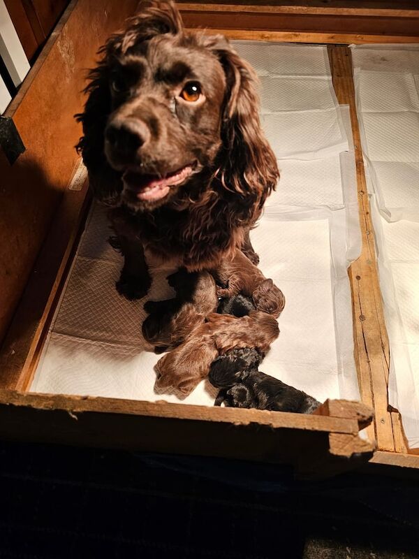 Cocker spaniel puppies for sale in Galashiels, Roxburgh, Ettrick and Lauderdale - Image 3